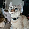 animal, blue_eyes, carpet, cat, collar, curious, cute, domestic_cat, fur, furniture, household, indoor, looking_up, mammal, pet, pet_accessory, short_hair, tabby, whiskers, wide_eyes