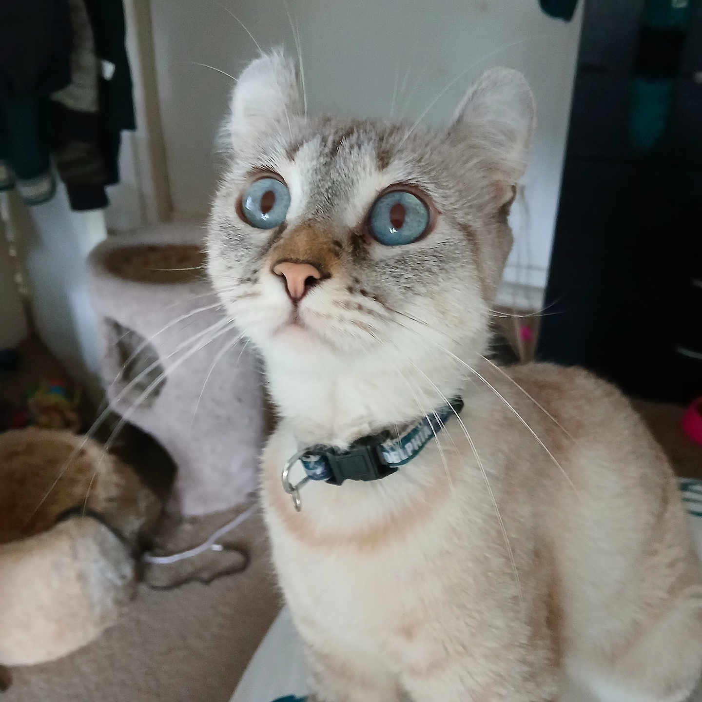 Nala joined the competition — help win amazing prizes! cat, blue_eyes, collar, indoor, pet_accessory, carpet, furniture, whiskers, fur, wide_eyes, curious, looking_up, domestic_cat, animal, mammal, cute, household, tabby, short_hair, pet