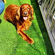 Oscar participe au concours pour gagner de l'argent avec cette photo : dog, golden_retriever, artificial_grass, sunlight, balcony, potted_plant, metal_railing, tongue_out, happy, outdoor, pet, canine, relaxed, shadow, concrete, greenery, summer, animal, furry, companion