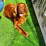 dog, golden_retriever, artificial_grass, sunlight, balcony, potted_plant, metal_railing, tongue_out, happy, outdoor, pet, canine, relaxed, shadow, concrete, greenery, summer, animal, furry, companion