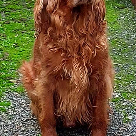 Oscar