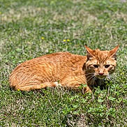 Tiger joined the competition — help win amazing prizes! cat, orange_cat, tabby, grass, outdoor, pet, lying_down, whiskers, feline, nature, sunny, portrait, close_up, meadow, animal, domestic_cat, ears, green_grass, blurred_background, collar