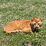 cat, orange_cat, tabby, grass, outdoor, pet, lying_down, whiskers, feline, nature, sunny, portrait, close_up, meadow, animal, domestic_cat, ears, green_grass, blurred_background, collar