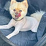 dog, pomeranian, pet, tongue, licking, collar, shaved, fur, tail, paw, eyes, nose, mouth, cute, happy, portrait, close_up, car_seat, blanket, smiling
