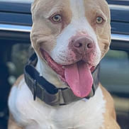 King is registered to the contest to win money with this photo: dog, pitbull, tongue_out, panting, collar, car, window, close_up, pet, canine, adorable, smiling, brown_and_white, portrait, domestic_animal, vehicle, fur, muzzle, happy, outdoor