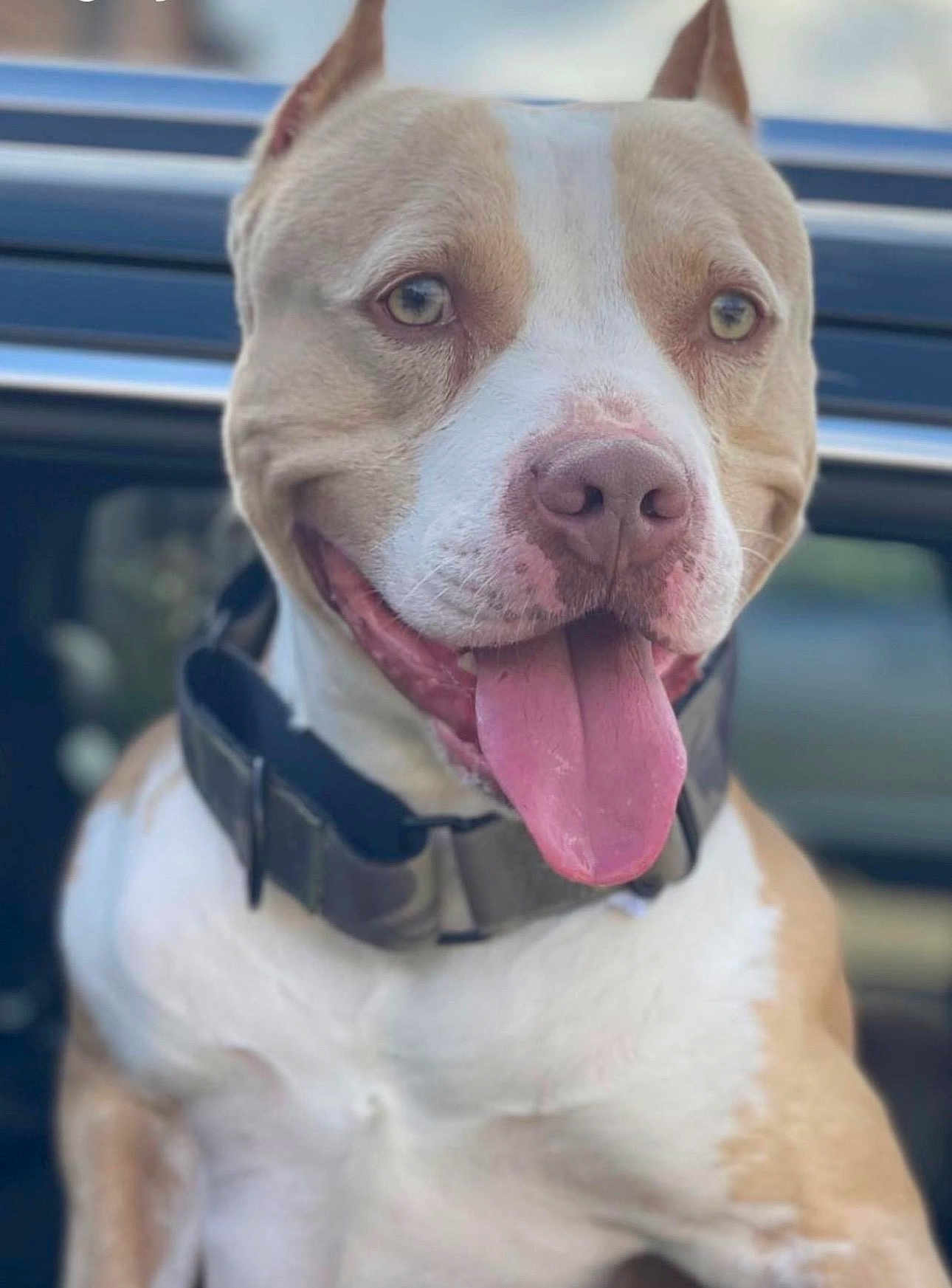 King is registered to the contest to win money with this photo: dog, pitbull, tongue_out, panting, collar, car, window, close_up, pet, canine, adorable, smiling, brown_and_white, portrait, domestic_animal, vehicle, fur, muzzle, happy, outdoor