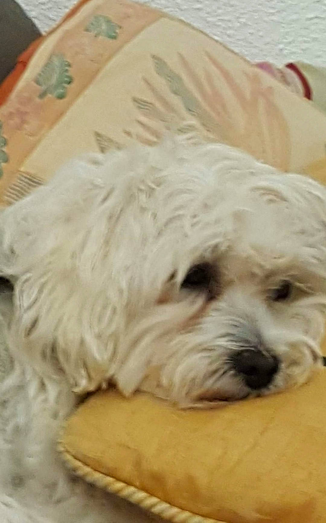 Iouki participe au concours pour gagner de l'argent avec cette photo : bolognese, bolonka, canidae, carnivore, cockapoo, companion_dog, coton_de_tulear, dog, dog_breed, havanese, maltepoo, maltese, mammal, puppy, schnoodle, small_terrier, sporting_lucas_terrier, terrier, vertebrate, west_highland_white_terrier