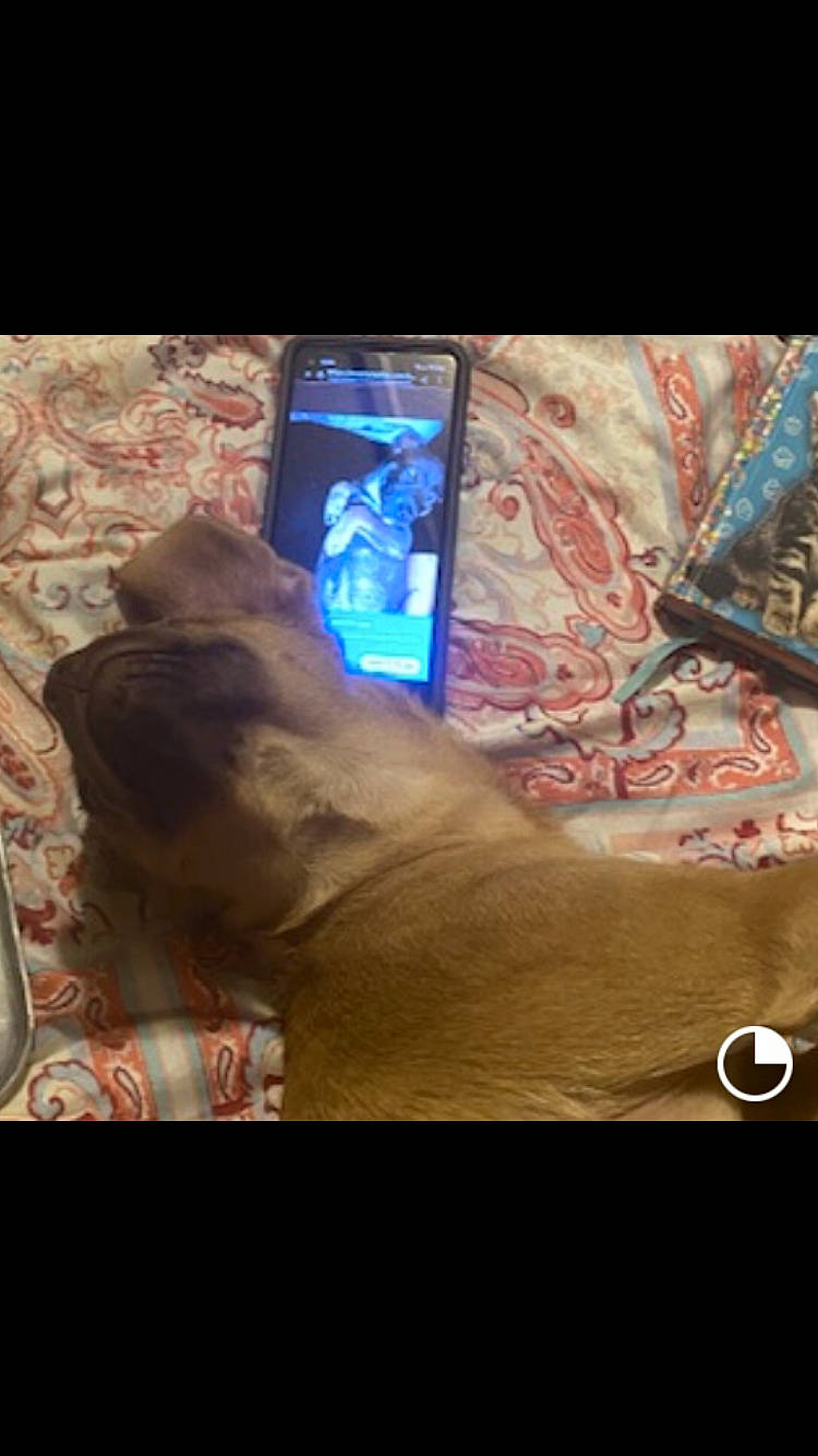 Gunner is registered to the contest to win money with this photo: carnivore, communication_device, darkness, dog, electric_blue, eyewear, fashion_accessory, finger, flesh, gadget, gesture, glass, human_leg, magenta, nail, selfie, tail, tints_and_shades, visual_arts, wrist