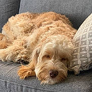 Archie is registered to the contest to win money with this photo: dog, sleeping, couch, indoor, pet, fur, cozy, pillow, relaxed, animal, resting, home, living_room, canine, cute, fluffy, comfort, nap, domestic, furniture