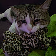 Sushi a rejoint le concours — aidez-le/la à gagner de superbes lots ! cat, tabby, plush_toy, leopard_print, green_blanket, indoor, pet, sleepy, cozy, fur, whiskers, close_up, relaxed, animal, cute, soft, resting, domestic_cat, couch, comfort