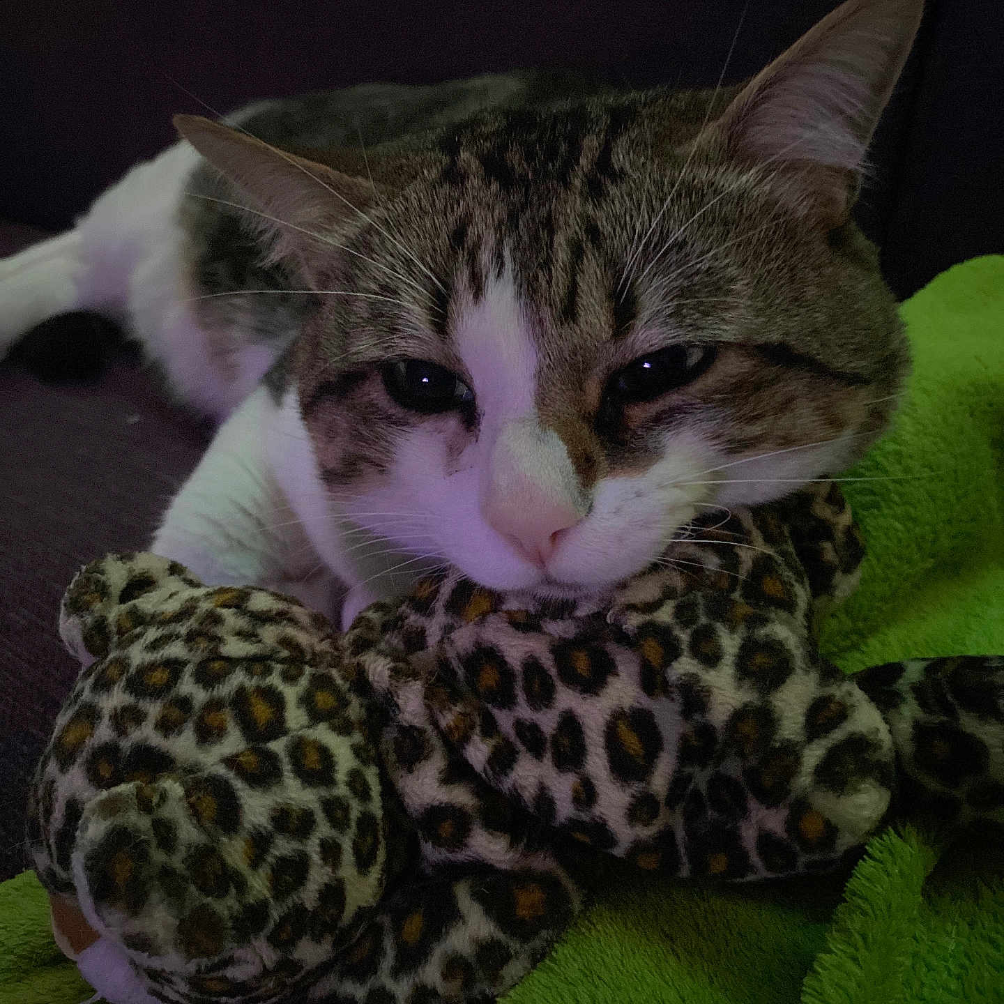 Sushi a rejoint le concours — aidez-le/la à gagner de superbes lots ! animal, cat, close_up, comfort, couch, cozy, cute, domestic_cat, fur, green_blanket, indoor, leopard_print, pet, plush_toy, relaxed, resting, sleepy, soft, tabby, whiskers