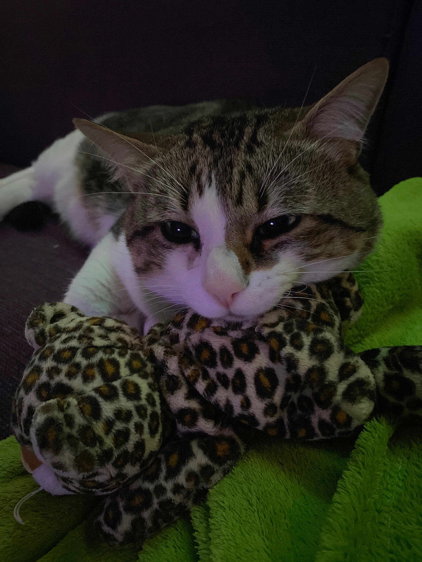 Sushi a rejoint le concours — aidez-le/la à gagner de superbes lots ! cat, tabby, plush_toy, leopard_print, green_blanket, indoor, pet, sleepy, cozy, fur, whiskers, close_up, relaxed, animal, cute, soft, resting, domestic_cat, couch, comfort