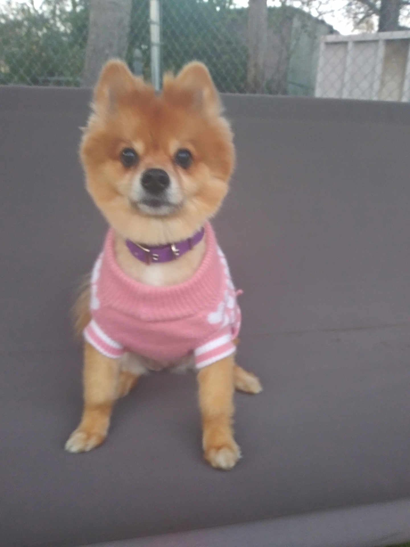 Miss Ginger is registered to the contest to win money with this photo: dog, small_dog, pomeranian, pink_sweater, purple_collar, pet, outdoor, fence, gray_surface, cute, fluffy, animal, sitting, portrait, canine, domestic_animal, fur, looking, young_dog, companion