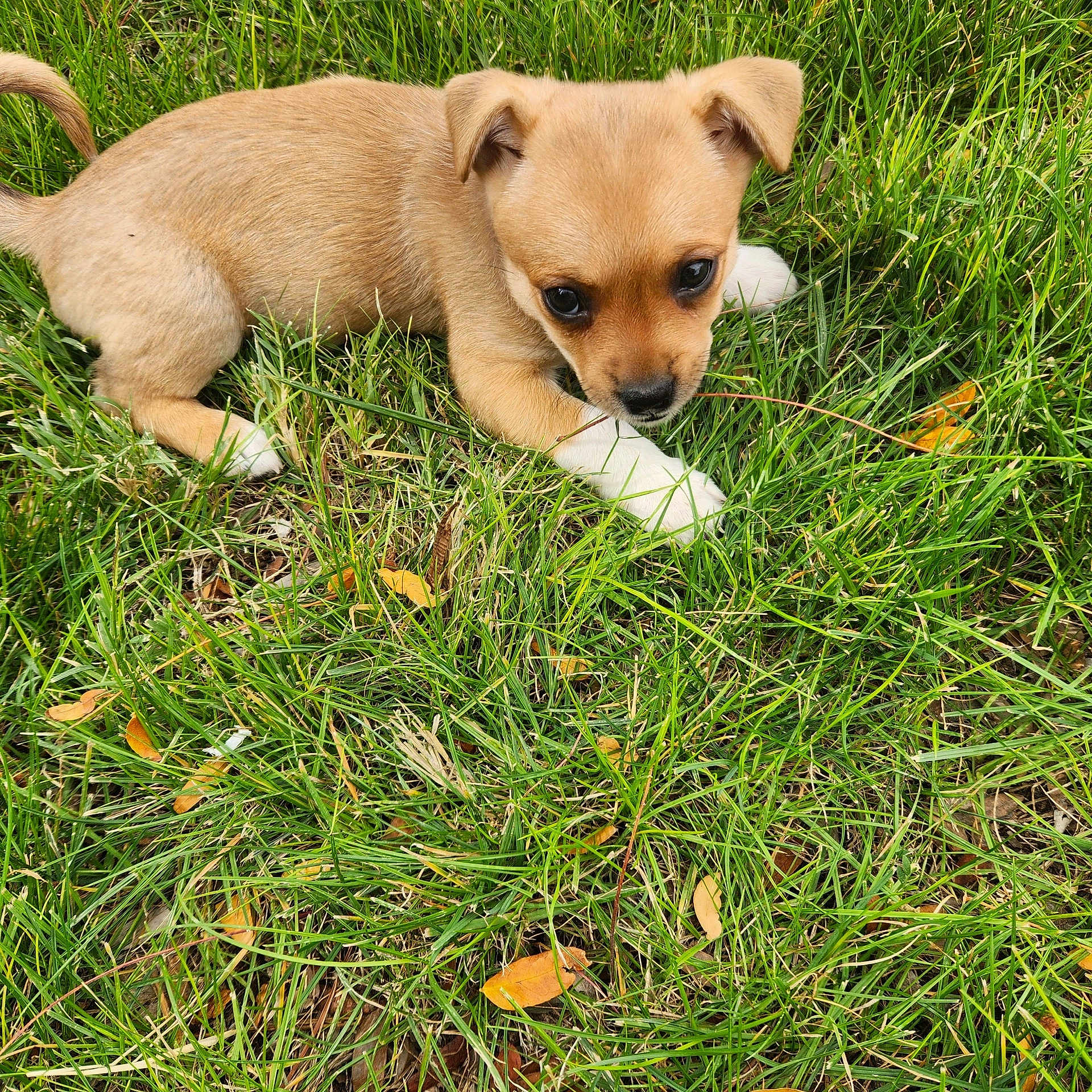 Daisy joined the competition — help win amazing prizes! adorable, animal, close_up, cute, dog, ears, fur, garden, grass, leaf, lying_down, mammal, nature, outdoor, pet, playful, puppy, small, tan, young