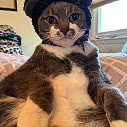 Catania joined the competition — help win amazing prizes! animal, bear_ears, bed, blanket, cat, closeup, cute, feline, framed_picture, fur, gray_cat, indoor, knitted_hat, pet, portrait, relaxed, sitting, whiskers, white_cat, window