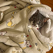 Catania joined the competition — help win amazing prizes! cat, blanket, feline, cozy, cute, indoor, soft, pattern, fabric, wrapped, pet, animal, fur, resting, warm, comfort, sleepy, home, cute_animal, domestic_cat