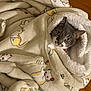 cat, blanket, feline, cozy, cute, indoor, soft, pattern, fabric, wrapped, pet, animal, fur, resting, warm, comfort, sleepy, home, cute_animal, domestic_cat