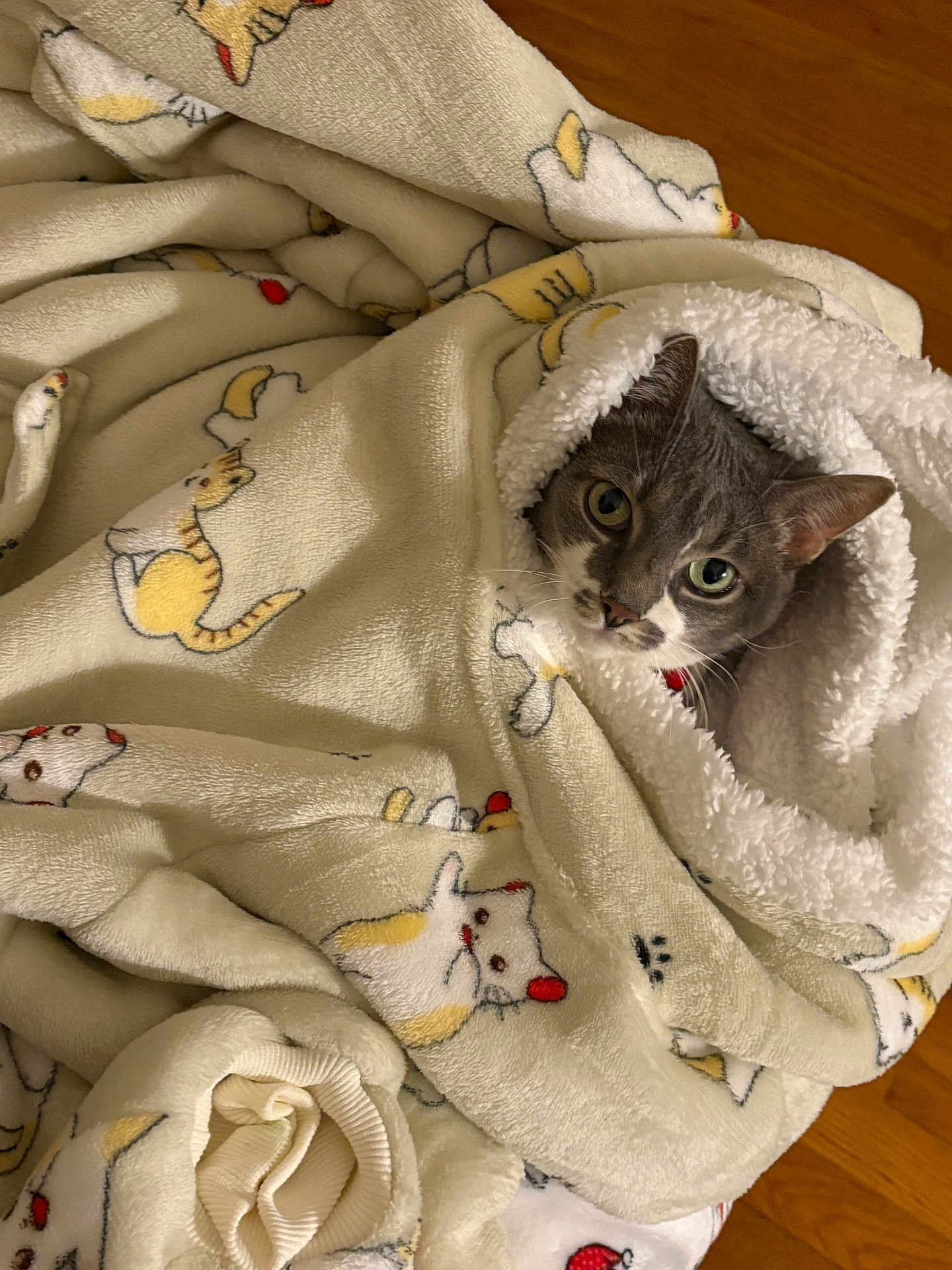 Catania joined the competition — help win amazing prizes! cat, blanket, feline, cozy, cute, indoor, soft, pattern, fabric, wrapped, pet, animal, fur, resting, warm, comfort, sleepy, home, cute_animal, domestic_cat