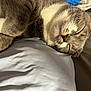 Catania is registered to the contest to win money with this photo: animal, bed, cat, close_up, cozy, cute, domestic_cat, feline, fur, indoor, mammal, nap, paws, peaceful, pet, relaxed, resting, sleeping, soft, whiskers