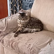 Simba participe au concours pour gagner de l'argent avec cette photo : cat, tabby, feline, pet, indoor, couch, sofa, furniture, curtain, pattern, giraffe_print, parquet_floor, relaxing, domestic, animal, fur, whiskers, resting, household, cozy