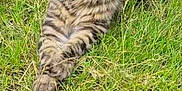 Simba participe au concours pour gagner de l'argent avec cette photo : cat, tabby, animal, grass, outdoor, pet, feline, fur, relaxing, nature, mammal, wildlife, whiskers, ears, eyes, paws, laying, ground, striped, closeup