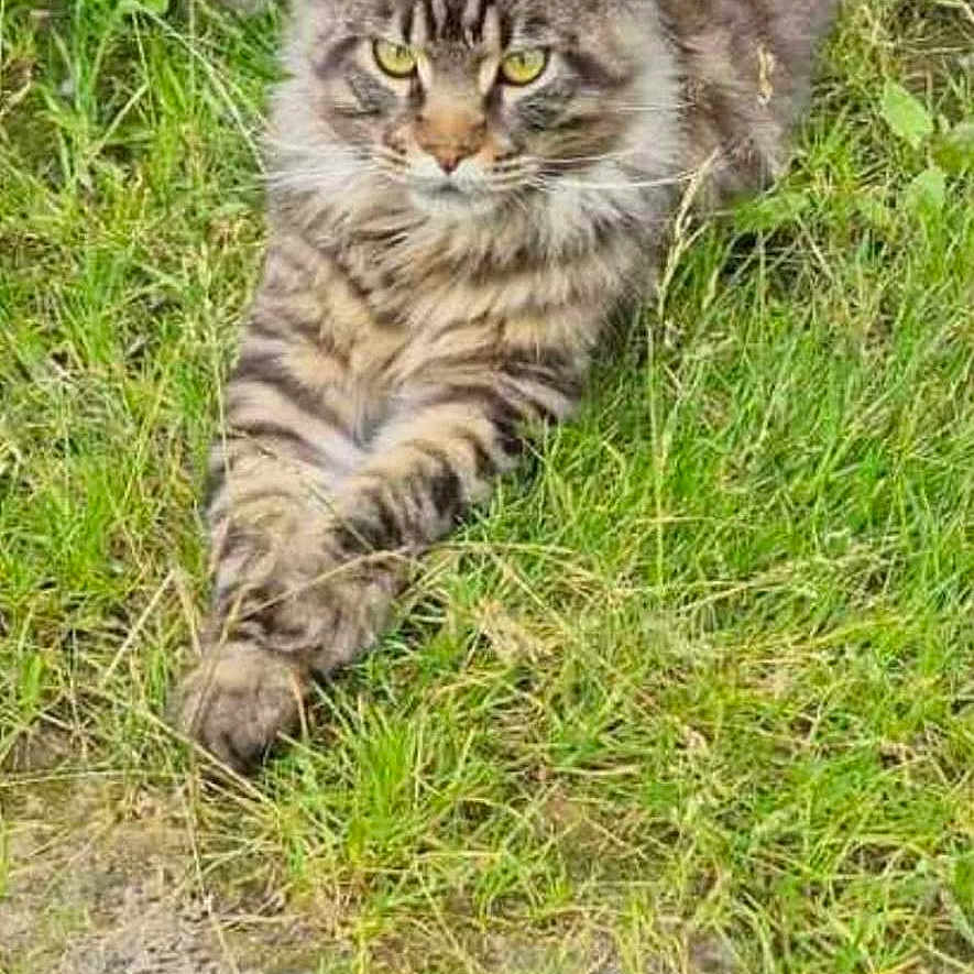 Simba participe au concours pour gagner de l'argent avec cette photo : animal, cat, closeup, ears, eyes, feline, fur, grass, ground, laying, mammal, nature, outdoor, paws, pet, relaxing, striped, tabby, whiskers, wildlife