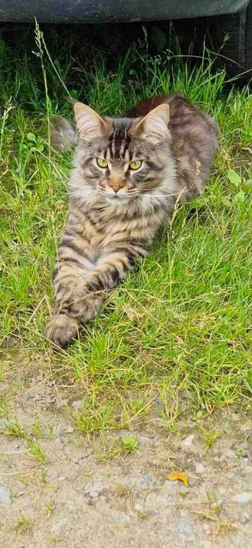 Simba participe au concours pour gagner de l'argent avec cette photo : cat, tabby, animal, grass, outdoor, pet, feline, fur, relaxing, nature, mammal, wildlife, whiskers, ears, eyes, paws, laying, ground, striped, closeup