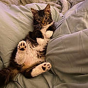 Truck Stop Todd is registered to the contest to win money with this photo: cat, kitten, tuxedo_cat, animal, pet, fluffy, black_and_white, paw, paw_pads, whiskers, ears, eyes, lying_down, belly_up, bed, blanket, bedding, indoors, cozy, portrait