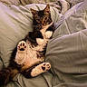 cat, kitten, tuxedo_cat, animal, pet, fluffy, black_and_white, paw, paw_pads, whiskers, ears, eyes, lying_down, belly_up, bed, blanket, bedding, indoors, cozy, portrait