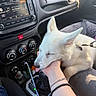 puppy, dog, white_dog, car_interior, dashboard, hand, resting, tongue_out, leash, dog_bed, sunlight, bracelet, person, music_player, air_freshener, hello_kitty, seat, cable, gear_shift, comfort