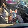Morgan is registered to the contest to win money with this photo: blanket, car, car_interior, cozy, cute, dashboard, dog, dog_clothing, indoor, leash, pet, plaid, rearview_mirror, seat, seatbelt, steering_wheel, sunflare, sunlight, toy, window