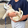 Morgan joined the competition — help win amazing prizes! puppy, dog, sleeping, person, arms, holding, outdoor, sidewalk, street, car, leash, clothing, casual, white_dog, young_dog, paw, tail, relaxed, human, daytime