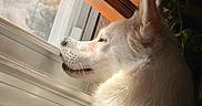 Morgan is registered to the contest to win money with this photo: dog, white_dog, window, sunlight, indoor, plant, blinds, pet, side_view, fur, quiet, daylight, home, cozy, muzzle, ears, looking_out, shadow, peaceful, animal