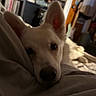 Morgan joined the competition — help win amazing prizes! dog, white_dog, indoor, resting, blanket, bed, ears, closeup, pet, canine, relaxed, cozy, music_records, blurred_background, furniture, room, soft_light, sleepy, animal, companion