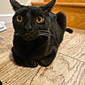 Arthur is registered to the contest to win money with this photo: black_cat, cat, pet, animal, indoor, wooden_floor, stairs, curious, whiskers, ears, amber_eyes, feline, close_up, flooring, domestic_cat, cute, sitting, looking, fur, house