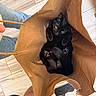 Arthur is registered to the contest to win money with this photo: black_cat, cat, paper_bag, curled_up, amber_eyes, paws, indoor, tile_floor, legs, feet, blue_shorts, brown_bag, curious, mischievous, pet, animal, domestic, close_up, top_view, resting