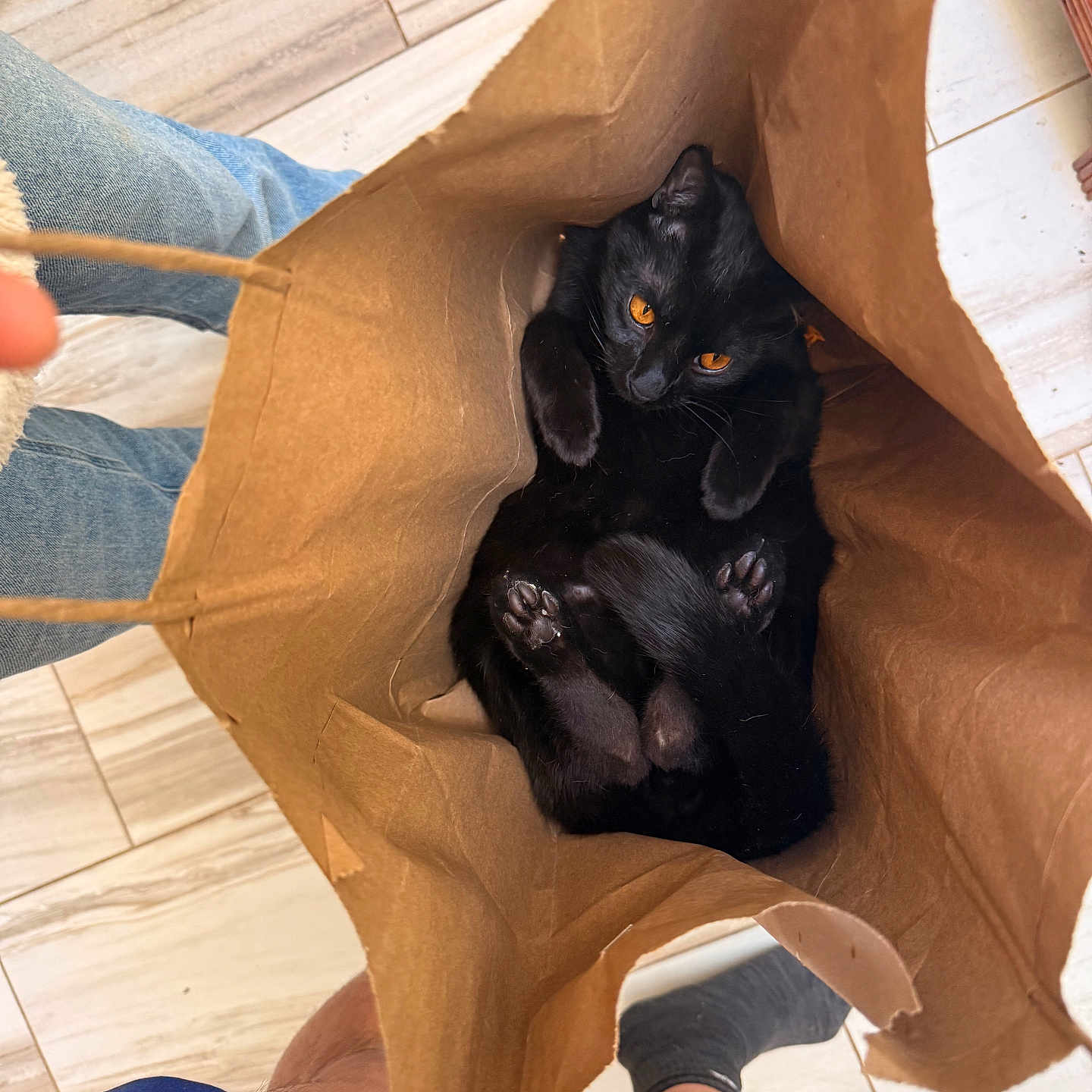 Arthur is registered to the contest to win money with this photo: black_cat, cat, paper_bag, curled_up, amber_eyes, paws, indoor, tile_floor, legs, feet, blue_shorts, brown_bag, curious, mischievous, pet, animal, domestic, close_up, top_view, resting