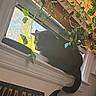 black_cat, cat, windowsill, window, plants, green_leaves, indoor, sunlight, blinds, pet, animal, feline, tail, curious, cozy, home, daylight, nature, looking_out, resting
