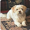 dog, white_dog, small_dog, fluffy, indoor, carpet, patterned_carpet, pet, animal, cute, laying_down, looking_at_camera, home, cozy, fur, ears, floor, companion, domestic_animal, relaxed