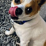 Jake is registered to the contest to win money with this photo: animal, brown_fur, carpet, close_up, collar, companion, cute, dog, domestic, ears, fur, indoor, licking, looking_up, pet, playful, sitting, small_dog, tongue, white_fur