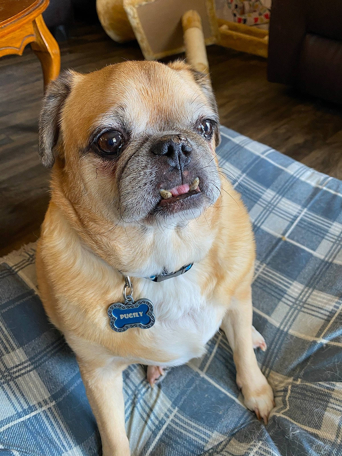 Pugsly joined the competition — help win amazing prizes! carnivore, chair, companion_dog, couch, dog, dog_breed, eye, fawn, flooring, furniture, pattern, plaid, pug, snout, tartan, terrestrial_animal, toy_dog, whiskers, working_animal, wrinkle