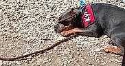 Kyra participe au concours pour gagner de l'argent avec cette photo : animal, bandana, canine, collar, daytime, dirt, doberman, dog, gravel, leash, lying_down, nature, outdoor, pet, quiet, red_bandana, relaxed, resting, rocks, sunny