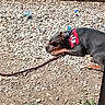 Kyra participe au concours pour gagner de l'argent avec cette photo : dog, doberman, lying_down, bandana, red_bandana, outdoor, rocks, gravel, dirt, sunny, resting, pet, animal, collar, leash, relaxed, canine, nature, daytime, quiet
