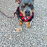 dog, pet, outdoor, rocks, leash, harness, animal, canine, sit, brown_eyes, short_hair, alert, portrait, close_up, ground, playful, friendly, companion, cute, waiting