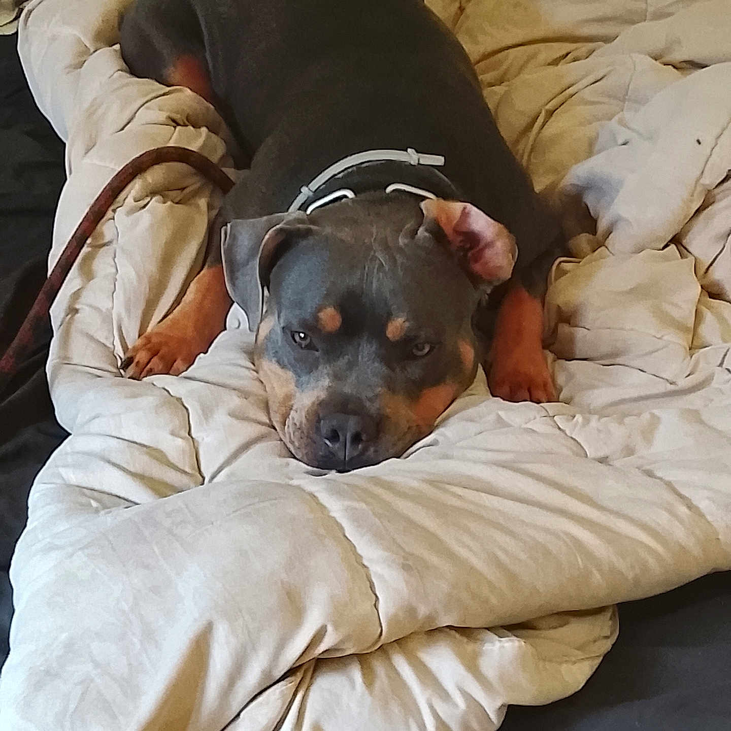 Kyra participe au concours pour gagner de l'argent avec cette photo : dog, sleeping, blanket, bed, indoor, pet, canine, resting, fur, collar, paw, comfort, cozy, animal, cute, relaxed, domestic, mammal, lying_down, nap
