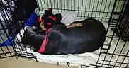 Kyra a rejoint le concours — aidez-le/la à gagner de superbes lots ! dog, crate, blanket, collar, sleeping, indoor, pet, resting, black_dog, metal_bars, tiled_floor, red_collared, canine, cage, cozy, quiet, home, domestic, animal, fur
