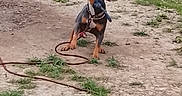 Kyra a rejoint le concours — aidez-le/la à gagner de superbes lots ! active, animal, canine, chewing, dirt, dog, fun, grass, greenery, leash, nature, outdoor, pet, playful, playtime, puppy, rope_toy, summer, tug_of_war, young_dog