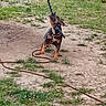 dog, outdoor, grass, dirt, rope_toy, playful, pet, animal, tug_of_war, puppy, leash, greenery, nature, fun, active, canine, young_dog, chewing, playtime, summer