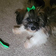 Sweet Summer Reign joined the competition — help win amazing prizes! adorable, animal, carpet, companion, cute, dog, domestic, fluffy, fur, green_bow, indoor, looking_at_camera, lying_down, pet, playful, puppy, small_dog, toothbrush, toy, young_dog