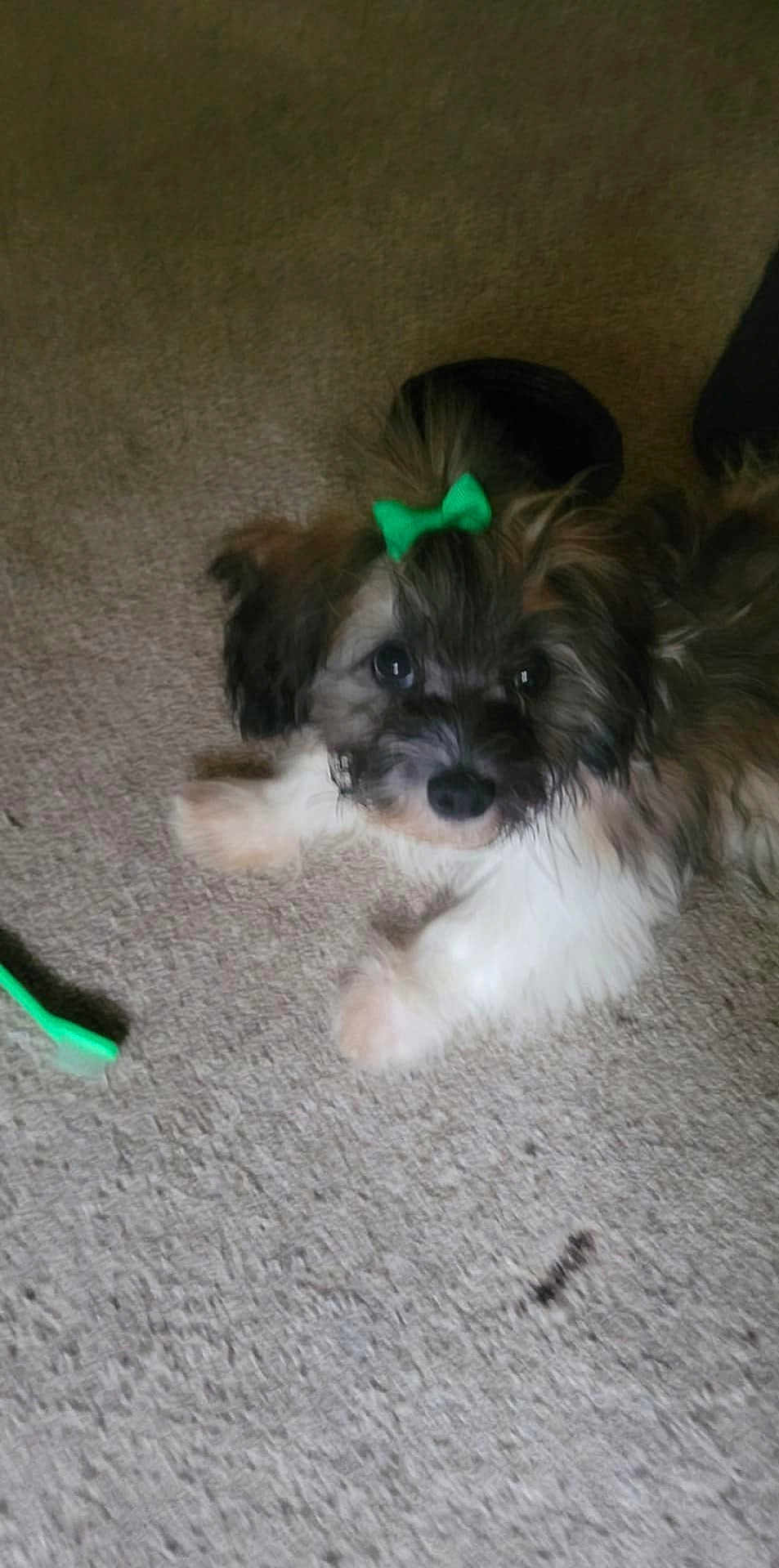 Sweet Summer Reign joined the competition — help win amazing prizes! adorable, animal, carpet, companion, cute, dog, domestic, fluffy, fur, green_bow, indoor, looking_at_camera, lying_down, pet, playful, puppy, small_dog, toothbrush, toy, young_dog